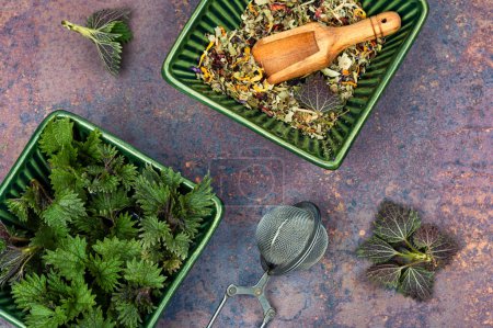Foto de Ortiga joven para la medicina herbal. Té de hierbas curativo de ortiga, hojas de ortiga frescas y secas en la mesa. - Imagen libre de derechos