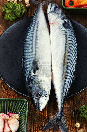 Rohe Makrelen oder Scomber und Zutaten zum Kochen. Roher Heringsfisch auf einem schwarzen Teller.