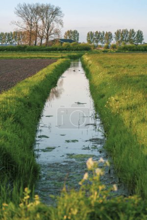 Foto de Serena tierra de cultivo de pólder holandés con un canal lleno de agua que atraviesa el medio de los campos de cultivo en Holanda en los Países Bajos. - Imagen libre de derechos