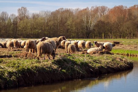 Téléchargez les photos : Moutons paissant paisiblement dans le Biesbosch lors d'un coucher de soleil d'automne serein. - en image libre de droit