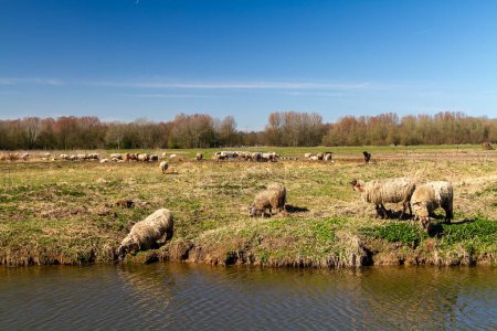 Foto de En una tranquila tarde de invierno junto al agua en Biesbosch, un rebaño de ovejas encuentra consuelo en el pastoreo pacífico. - Imagen libre de derechos
