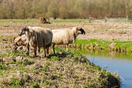 Téléchargez les photos : Dans la douce lumière du soleil d'hiver, moutons pelucheux se rassemblent au bord de l'eau, leurs manteaux laineux scintillant comme ils trempent dans le cadre serein - en image libre de droit