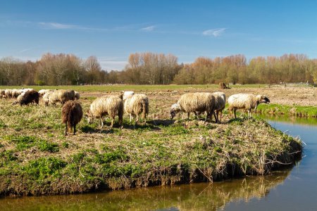 Téléchargez les photos : Sous la lueur dorée du soleil d'hiver, un groupe de moutons laineux se rassemble au bord de l'eau, créant une scène chaleureuse de tranquillité et de beauté naturelle. - en image libre de droit
