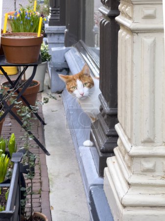 A ginger and white cute cat, sitting on the windowsill, gazes intently down the spring urban street, exuding charm amidst the city's historic surroundings.