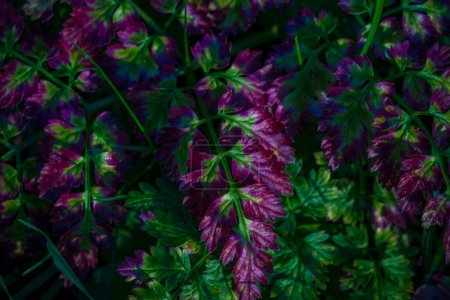 Primer plano de la coloración de otoño púrpura del perejil de vaca o Chervil salvaje (Anthriscus Sylvestris), creando un hermoso fondo natural. Delicado follaje verde y violeta.
