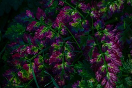 Foto de Primer plano de la coloración de otoño púrpura del perejil de vaca o Chervil salvaje (Anthriscus Sylvestris), creando un hermoso fondo natural. Delicado follaje verde y violeta. - Imagen libre de derechos