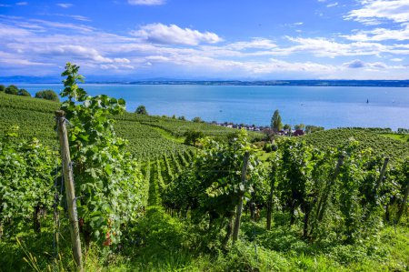 Vignobles près de Meersburg - beaux paysages au lac de Constance, Allemagne