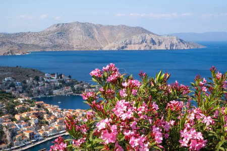 Foto de Vista alta de las coloridas casas de abajo, el mar Egeo azul y las montañas más allá, con un olivo rosa Bush en primer plano - Imagen libre de derechos