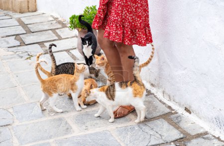Foto de Una mujer con mini falda alimentando a un grupo de gatos callejeros en la calle de Lindos, Rodas, Grecia - Imagen libre de derechos
