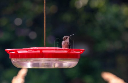 Großaufnahme eines Rubinkehlchen-Kolibris, der auf einem Futterhäuschen im Hinterhof hockt