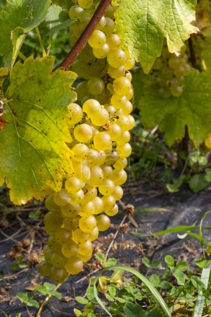Photo for Bunches of Vidal White Wine Grapes Hanging on the Vine on Ile d'Orleans in Quebec Canada - Royalty Free Image