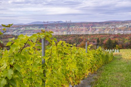 Photo for A Vineyard View of the St. Lawrence River with Power Lines and Colorful Fall Foliage along the Shore and Mountains in the Distance - Royalty Free Image