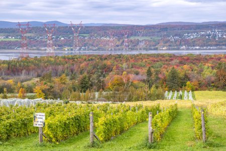 Photo for A Vineyard View of the St. Lawrence River with Power Lines and Colorful Fall Foliage along the Shore and Mountains in the Distance - Royalty Free Image