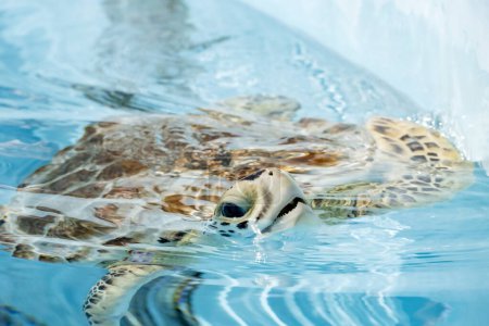 Téléchargez les photos : Gros plan d'une tortue de mer à venir pour l'air dans un réservoir à l'hôpital de la tortue à Marathon en Floride - en image libre de droit