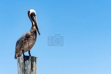 Pelikan steht auf einem Pfosten vor blauem Himmel