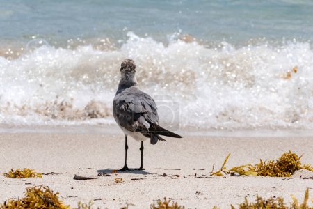 Ein Ufervogel Willet sieht sich krachenden Wellen am Miami Beach gegenüber