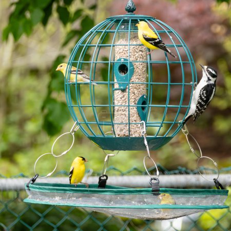 Goldfinches and Downy Woodpecker At a Globe Bird Feeder in a Backyard
