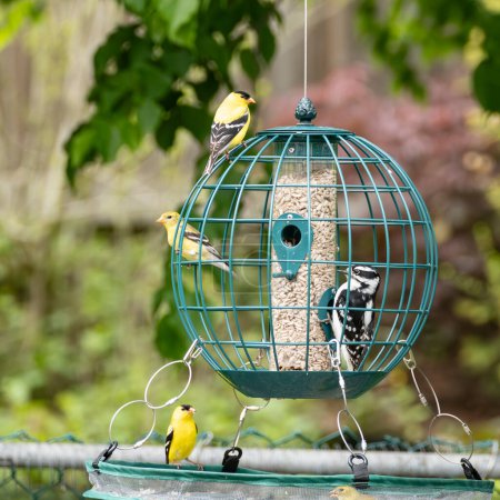 Stieglitz und Buntspecht am Vogelfutterhäuschen in einem Hinterhof