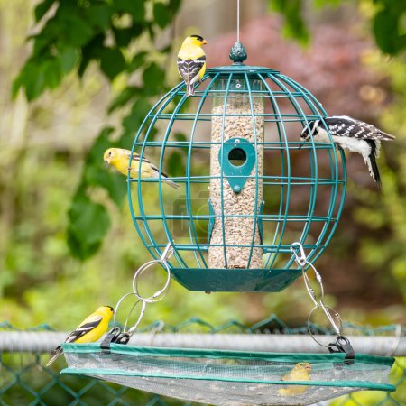 Goldfinches and Downy Woodpecker At a Globe Bird Feeder in a Backyard