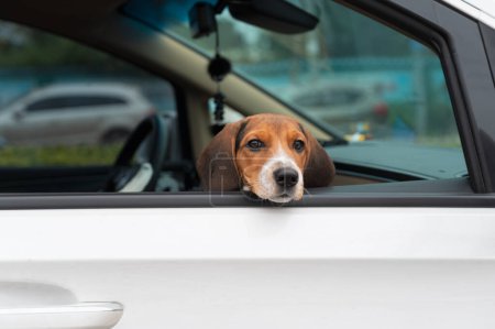 Beagle stößt Kopf aus Autofenster