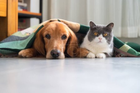 Golden retriever y británico taquigrafía gato acostado juntos bajo manta