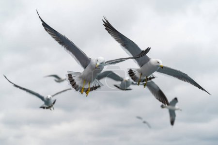 Seagulls spreading their wings in the air