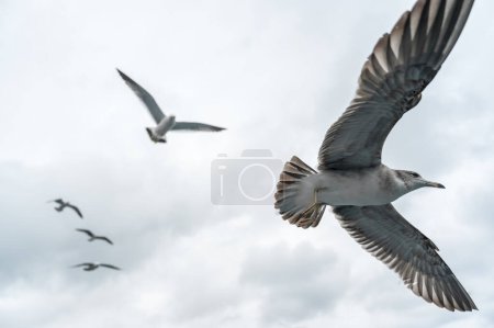 Seagulls spreading their wings in the air