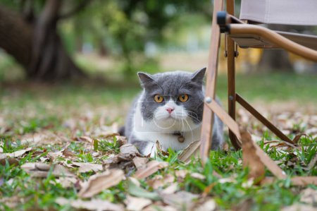 British shorthair cat lying next to a chair in a park meadow