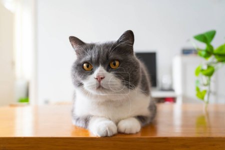 Británico taquigrafía gato acostado en mesa