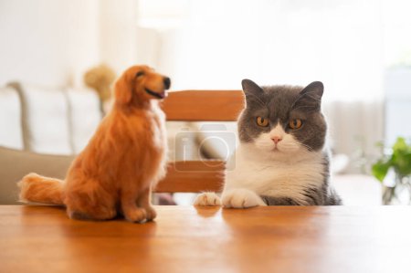 Británico taquigrafía gato acostado en un mesa, jugando con un golden retriever cachorro