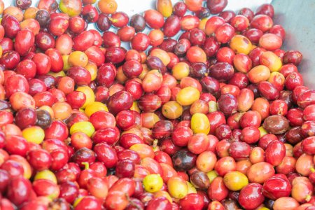 closeup of fresh ripe colombian coffee