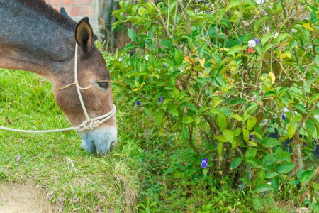 Photo for Donkey grazing in closeup with space to add text - Royalty Free Image
