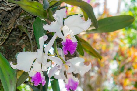 Photo for Closeup of ORCHID (Cattleya labiata) grown in a natural garden - Royalty Free Image