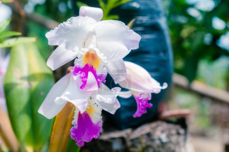 Photo for Closeup of ORCHID (Cattleya labiata) grown in a natural garden - Royalty Free Image