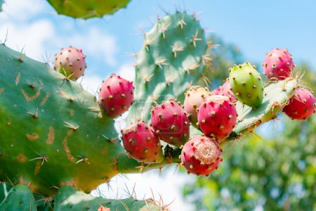 Nahaufnahme von reifen Früchten des Kaktuskaktus (Opuntia stricta (Haw.))