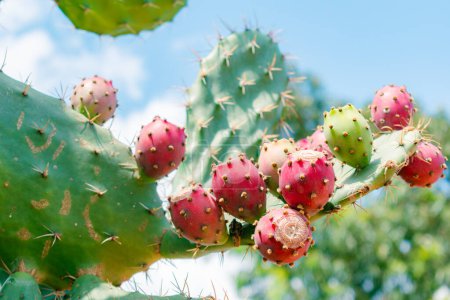Nahaufnahme von reifen Früchten des Kaktuskaktus (Opuntia stricta (Haw.))