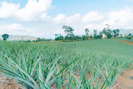 Pineapple plantation in Colombia, Gold Honey variety (Ananas comosus)