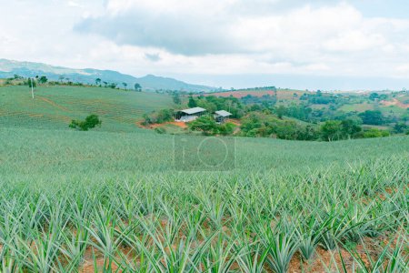 landscape on a sunny day where you can see a large pineapple plantation in Colombia, variety gold honey (Ananas comosus)