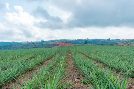 Pineapple plantation in Colombia, Gold Honey variety (Ananas comosus)