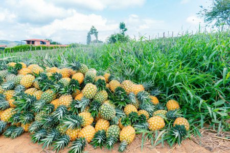 manual harvesting of pineapple in Colombia variety gold honey (Ananas comosus)