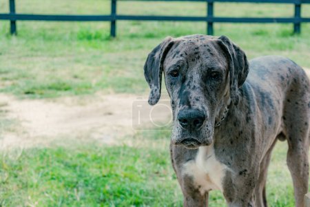 portrait of great dane dog with space for text on green natural background
