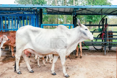 vista lateral de la vaca de raza de cebú en el establo