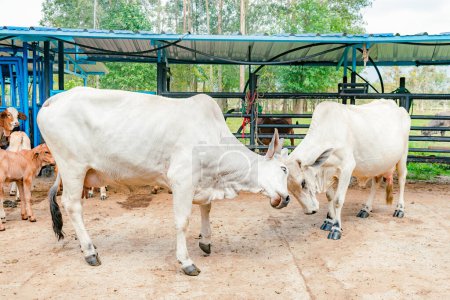 side view of two zebu breed cows fighting in a stable