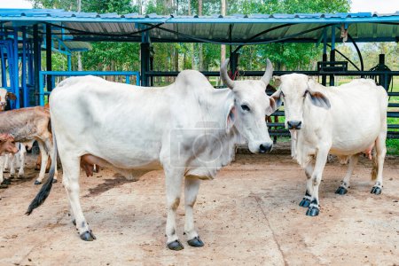 Photo for Side view of two zebu breed cows in the stable - Royalty Free Image