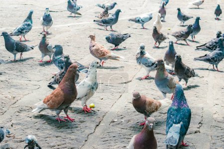 grupo de palomas en el suelo de piedra en un parque de la ciudad