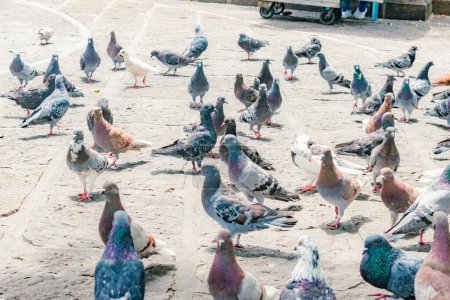 grupo de palomas en el suelo de piedra en un parque de la ciudad