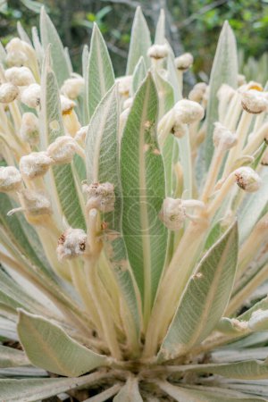 Blätter und Blüten einer Frailejon, Espeletia killipii, die in den Paramos Kolumbiens wächst