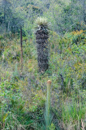 grand frailejon de plusieurs années, Espeletia killipii, dans lequel les feuilles et les fleurs peuvent être vues, qui pousse dans les paramos de la Colombie