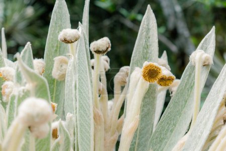 detalle plano de las hojas y flores de un frágil, Espeletia killipii, que crece en las paramos de Colombia