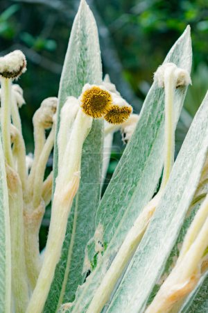 Detailaufnahme der Blätter und Blüten eines Frailejons, Espeletia killipii, der in den Paramos Kolumbiens wächst